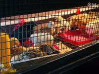 Chickens — foto 2