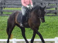 Hengst, Percheron — Foto 7