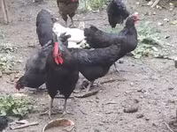 Australian Pit Game fowl — photo 3