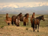 Caballos (lote, sexo no especificado), Caballos — foto 1