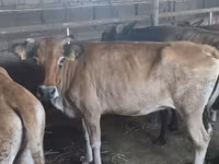 母牛, Cattle — 照片 8
