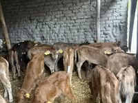 公牛, Cattle — 照片 5