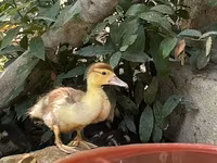Ducks — foto 3