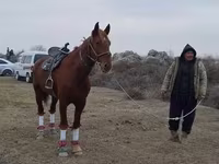 At, Karabakh horse — foto 2