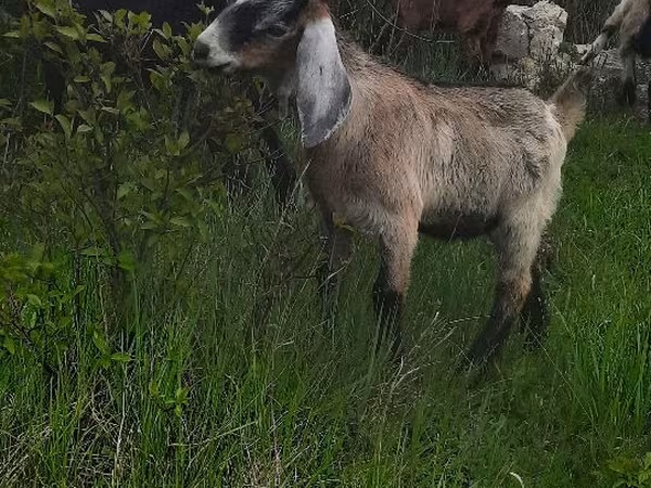 Kozioł, Kozy