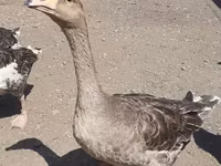 Geese — photo 7