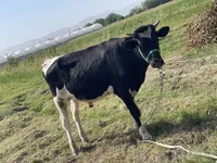 İribuynuzlu mal-qara (partiya, cinsi göstərilməyib), Russian Black pied cattle — foto 1
