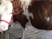 Cow, Simmental cattle — photo 3