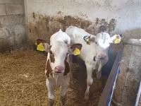 Býk, Simmental cattle — foto 1
