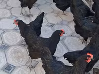 Chickens — photo 3