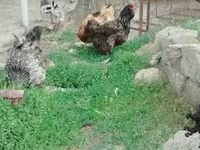 براهما — الصورة 6