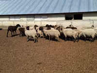 Schaf, White Suffolk sheep — Foto 2
