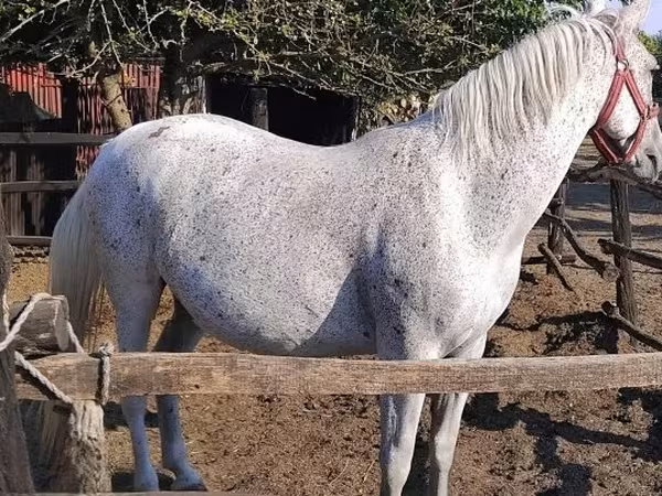 Égua, Lipizzaner