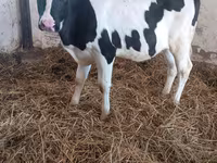Cow, Russian Black pied cattle — photo 2