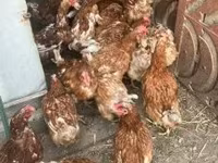 Chickens — फ़ोटो 1