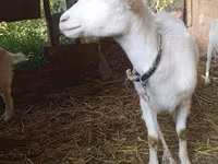 Dişi keçi, Saanen goat — foto 2