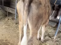 Cattle (batch, sex not specified), Simmental cattle — photo 2