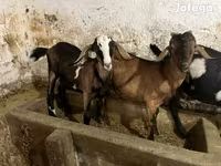Cabro, Nubian Goat — foto 4