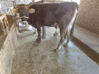 Kuh, Russian Black pied cattle — Foto 1