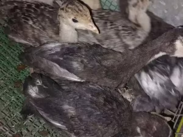 Turkeys — أرمينيا