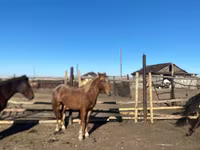 马匹（批次，未指定性别）, Kazakh horse — 照片 4