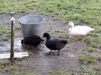 Ducks — photo 5