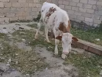 Buğa, Mal-qara — foto 3