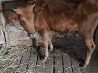 Vaca, Ganado vacuno — foto 3