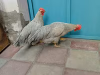 Leghorn — photo 3
