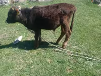 Bull, Cattle — photo 5