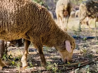 Qoç, Merinoland sheep — foto 7