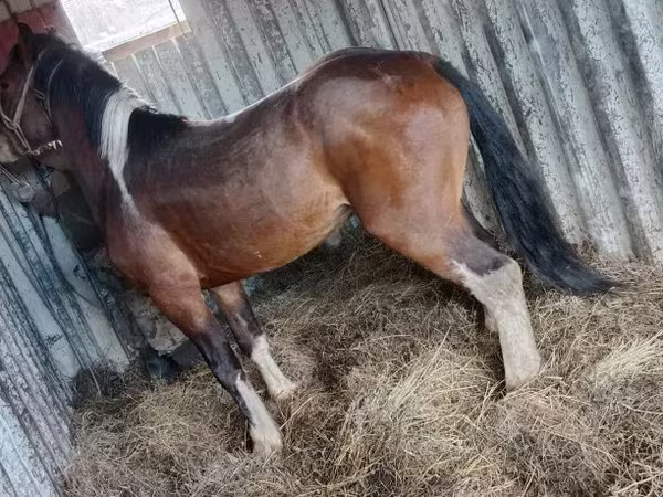 Caballo, Altai horse