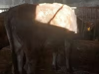 सांड, Russian Black pied cattle — फ़ोटो 5