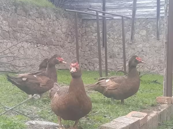 Ducks — Azərbaycan