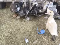 Ducks — फ़ोटो 6