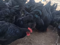 Australorp — photo 1