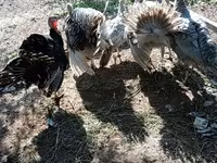 Blanca de pechuga ancha — foto 1