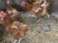 Chickens — foto 1