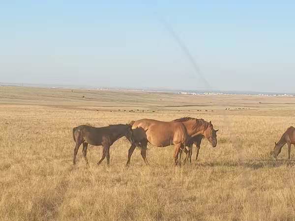 Toychoq, Kazakh horse