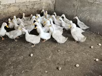 Ducks — foto 4