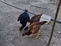 Chickens — photo 2