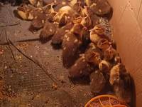 Ducks — photo 4