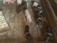 मादा सूअर, Вьетнамская вислобрюхая — फ़ोटो 1