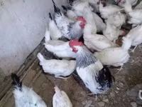 Chickens — الصورة 3