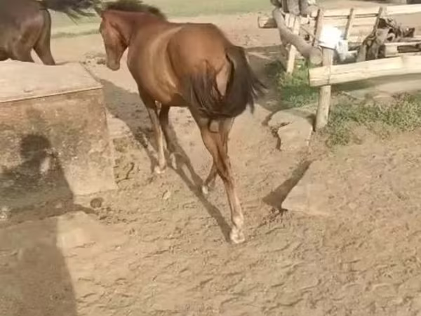 母马, Horses