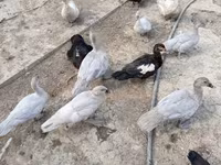 Ducks — photo 1
