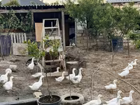 Ducks — photo 2