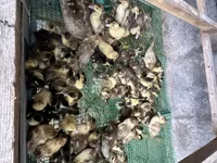 Ducks — photo 2
