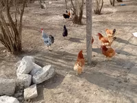 Chickens — photo 4