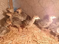 Turkeys — photo 2